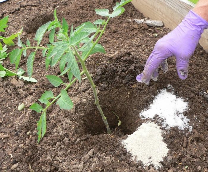 Засаждане на домати