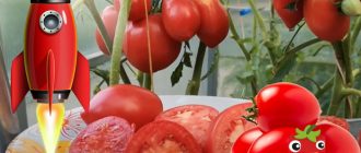 Сорт домати Рукола: плодове и храсти