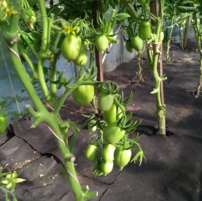 Ανάπτυξη φρούτων σε έναν θάμνο ντομάτας ρόκα