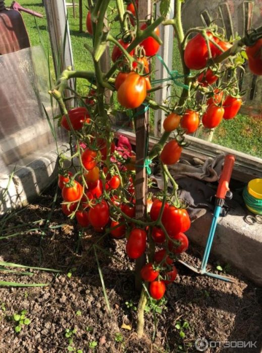 Ώριμα φρούτα σε έναν θάμνο ποικιλίας ρόκα