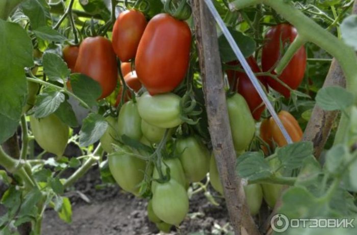 Θάμνοι ντομάτας ρόκα