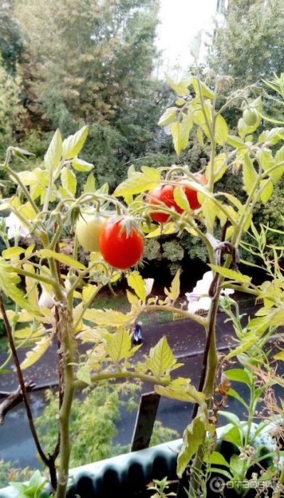 Ντομάτες στο μπαλκόνι