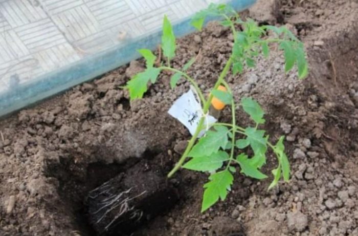 Φύτευση ντομάτας