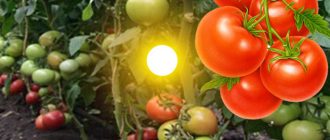 Доматен изгрев