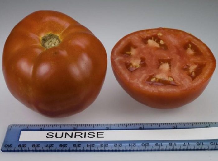 Плодове от домати на изгрев