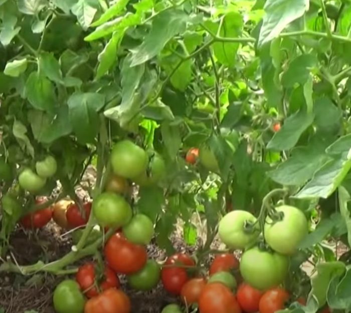 Доматени храсти на изгрев