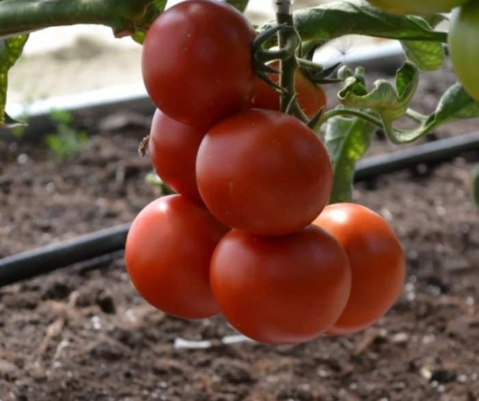 Букет хибридни домати Sunrise