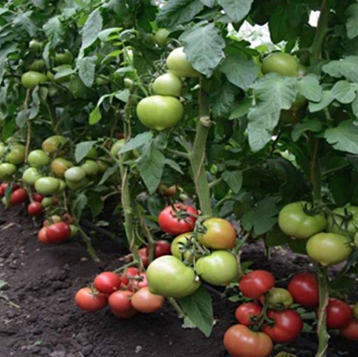 Хибридни доматени храсти Sunrise