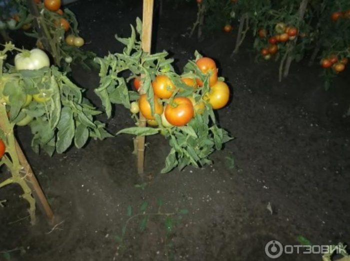 Домати на изгрев