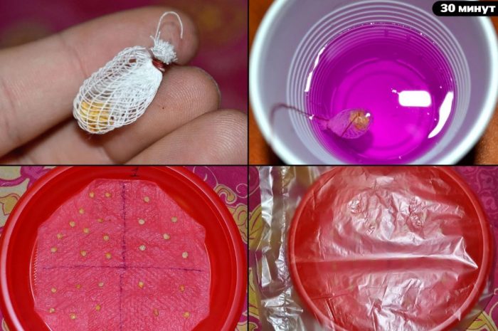 Подготовка на семена за сеитба