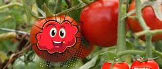 Експлозия от сорт домати