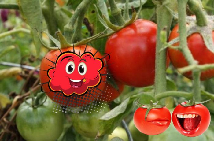 Експлозия от сорт домати