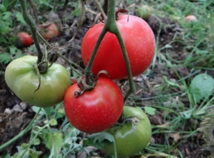 Узряване на плодовете на храста