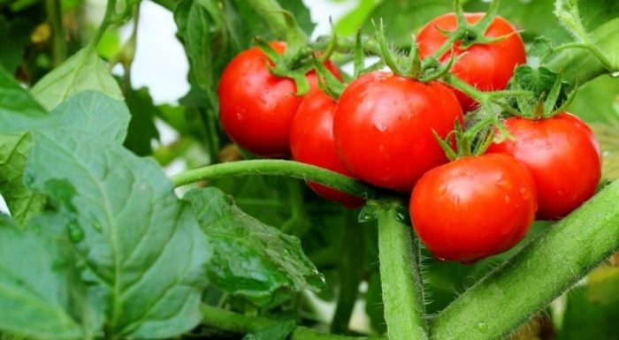 Зрели плодове на храст