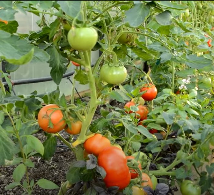 Доматен храст от сорта Експлозия