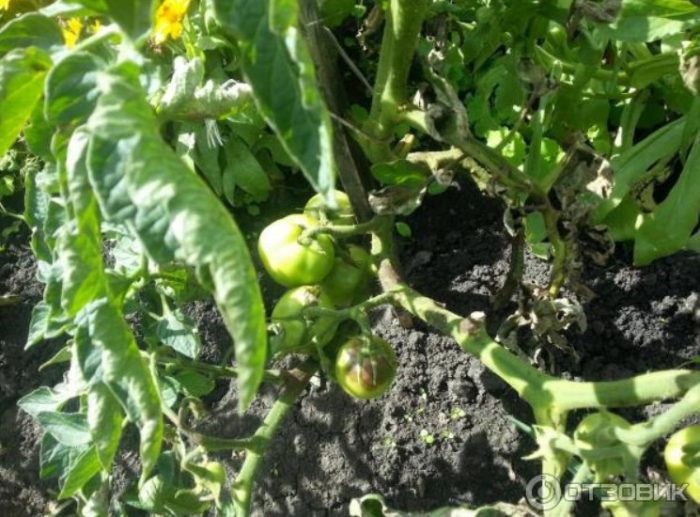 Експлозия на доматени храсти