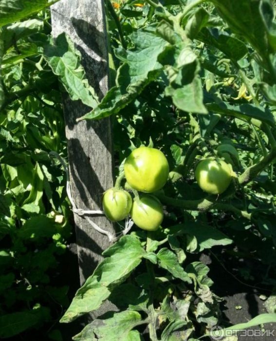 Плодове и храсти от сорта домати Експлозия