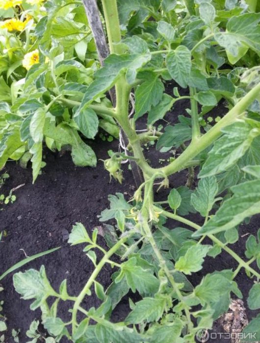 Храсти на открито