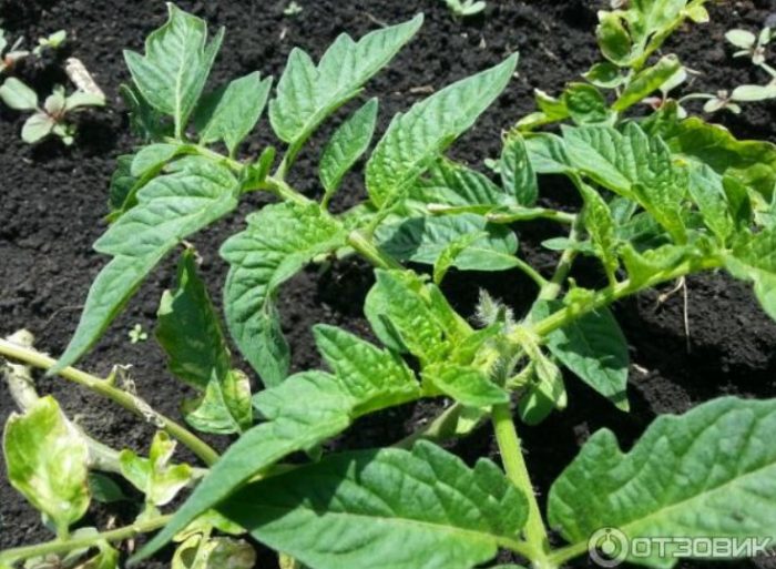 Разсад от домати