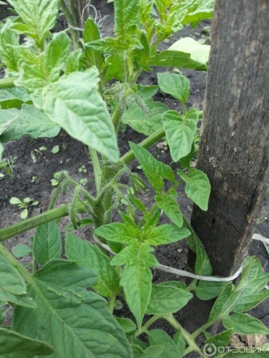 Доматени храсти от сорта Експлозия