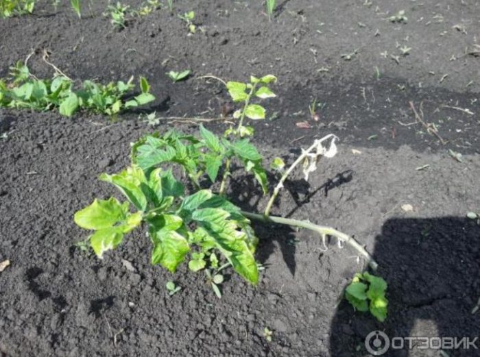 Храсти на открито