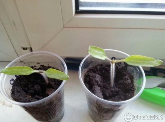 Два разсадни храста в чаши