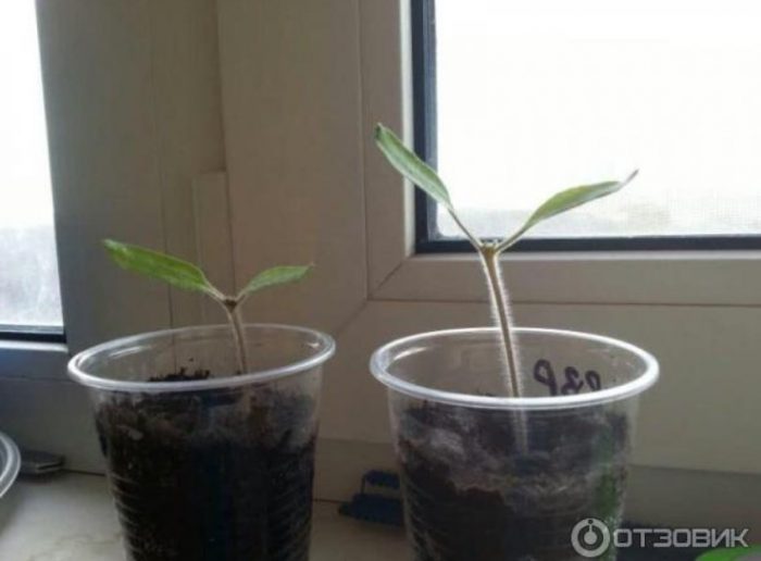 Разсад в чаши