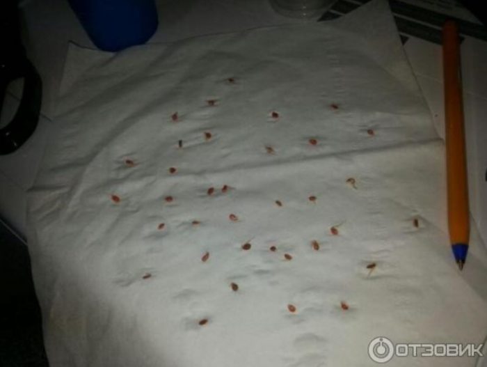 Експлозия от доматени семена