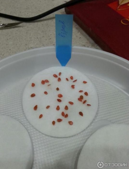 Доматени семена от сорта Експлозия