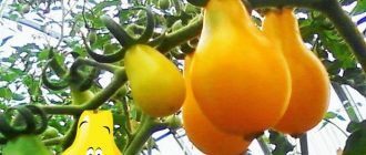 Домати от сорта Златна четка