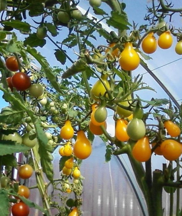 Απροσδιόριστες ντομάτες