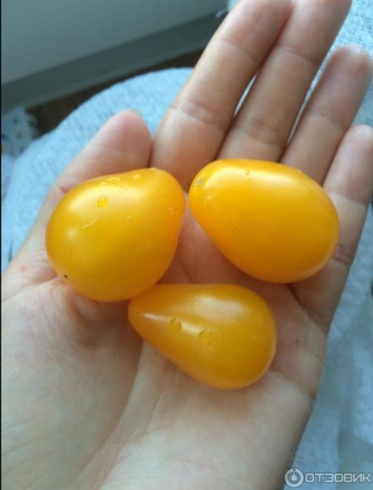 Ώριμες ντομάτες της ποικιλίας Golden Brush