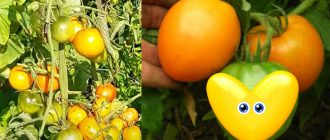 Сърце и домати