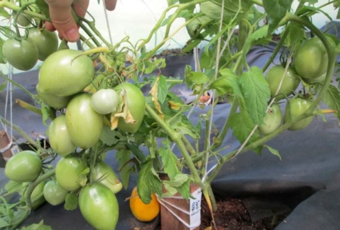 Определени храсти от сорта „Златно сърце“