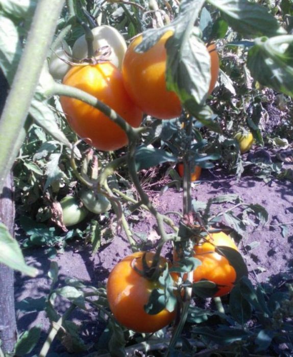 Зрели плодове на храст от сорта Златно сърце