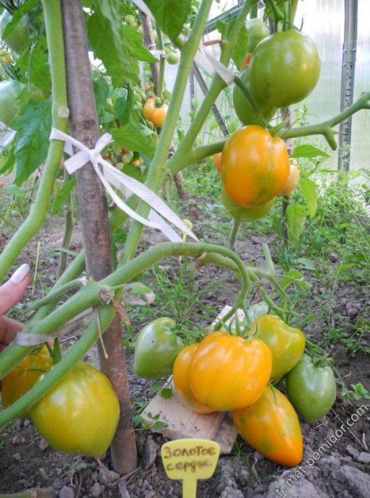 Буш от сорта „Златно сърце“