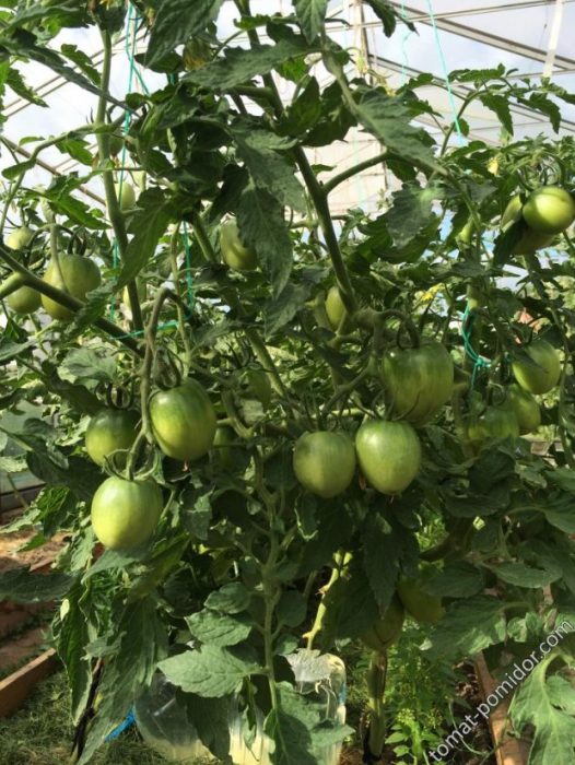 Храсти от сорта Златно сърце