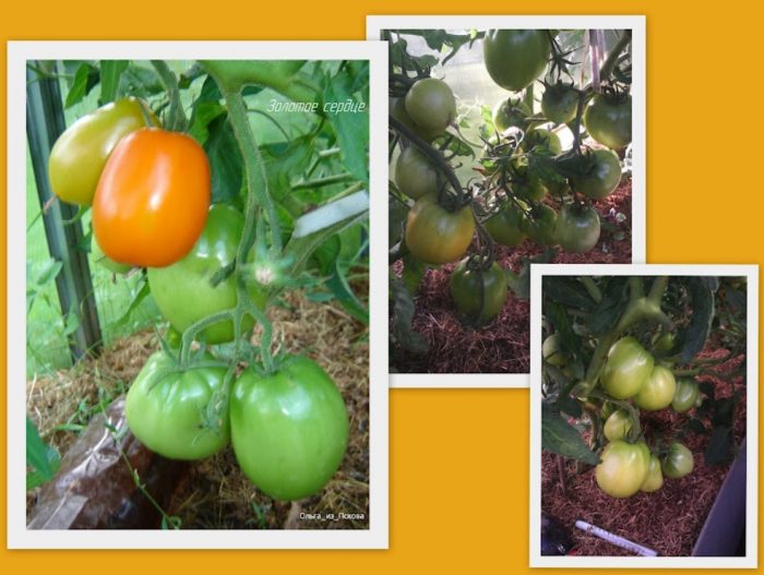 Определени храсти