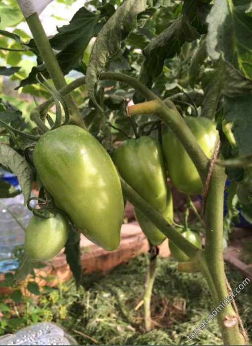 Плодове от сорта Златно сърце от Седек