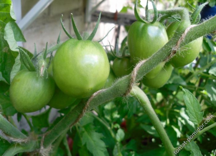 Плодове и храсти от сорта домати „Златно сърце“