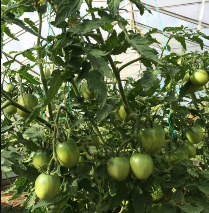 Храсти от сорта Златно сърце