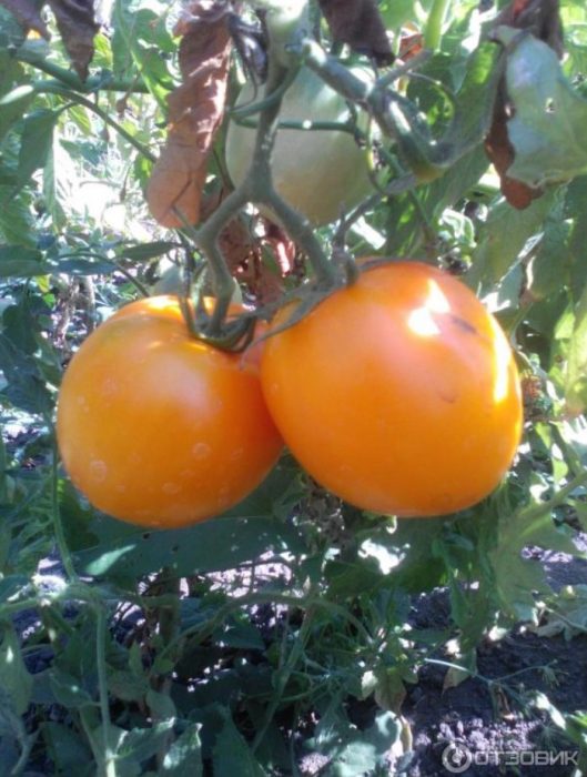 Жълти плодове