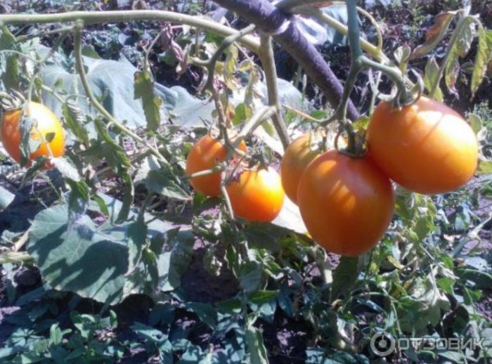 Зрели плодове на храста