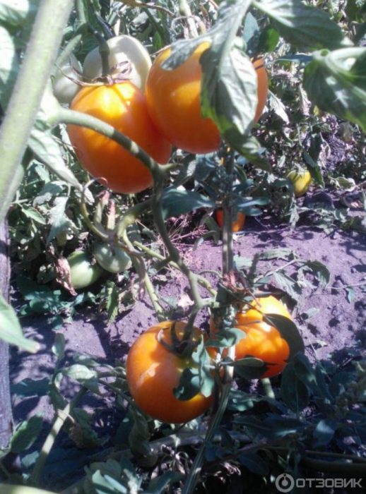 Доматени храсти Golden Heart