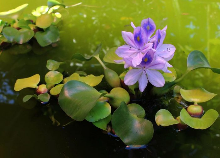 Водни растения