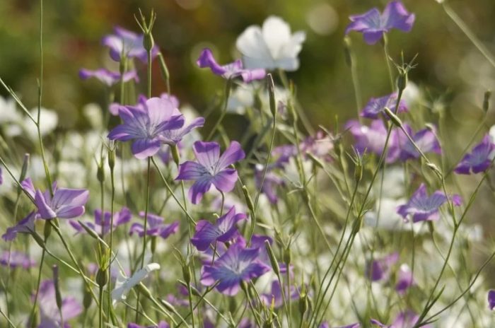 Αγροστέμμα