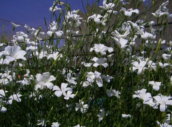 Λευκό αγροστέμμα