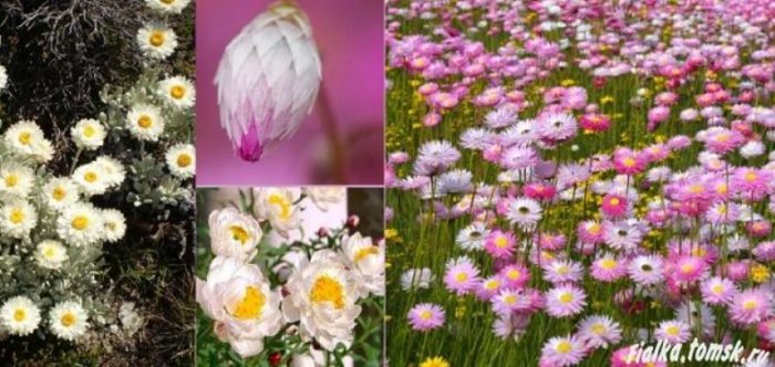 Ακροκλινού