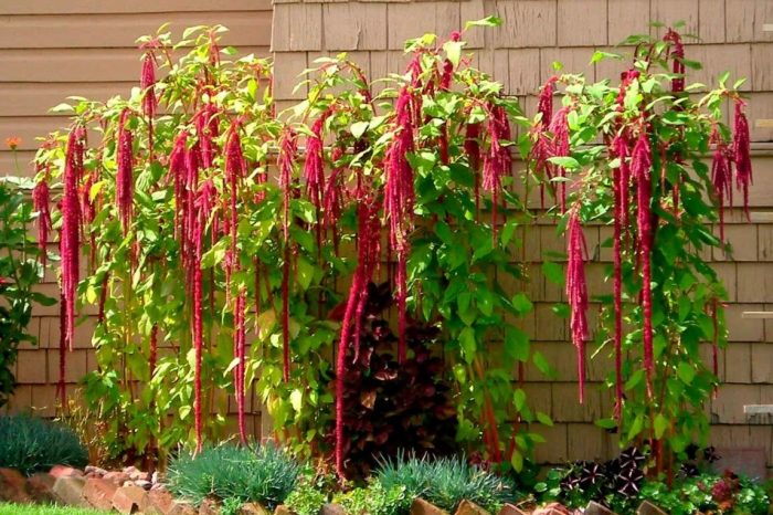 Αμάραντος στον κήπο