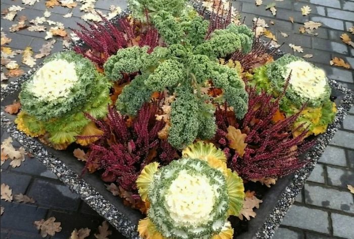 Декоративно зеле в пейзажа